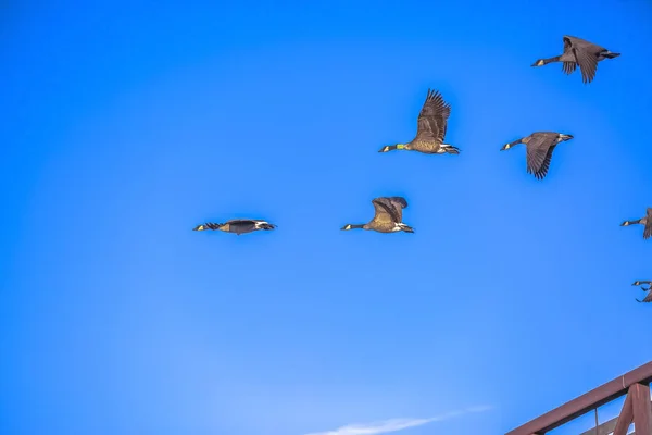Vogels in de vlucht tegen levendige hemel in Daybreak Utah — Stockfoto