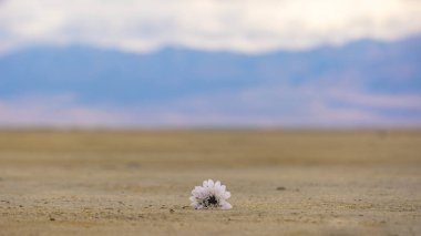 Dağ ve gökyüzü karşı bir göl kıyısında çiçek