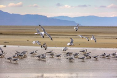 Büyük Tuz Gölü kuş sürüsü ile Utah