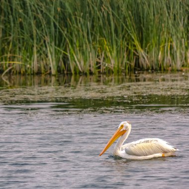 Göl Utah beyaz pelikan kalın otlar karşı