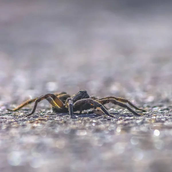 Vista da vicino di un ragno lupo nero e peloso — Foto Stock