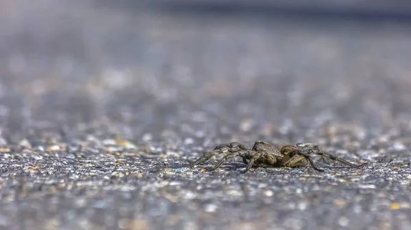 Unique wolf spider crawling on sunny road in Utah — Stock Photo, Image