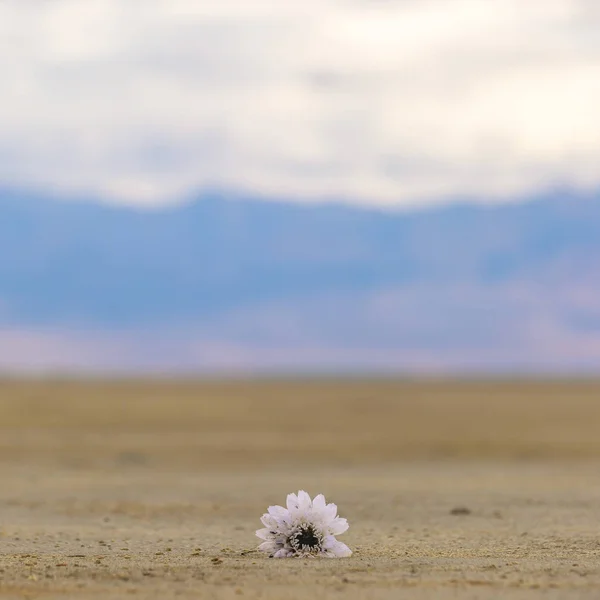 Flor branca na margem do Grande Lago Salgado — Fotografia de Stock