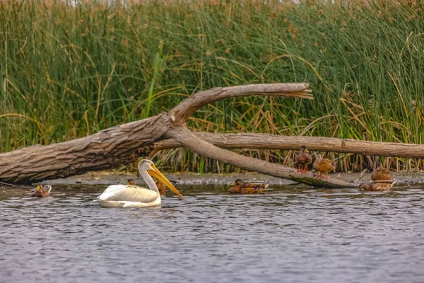 Vida selvagem em Provo com pássaros reunidos no Lago Utah — Fotografia de Stock