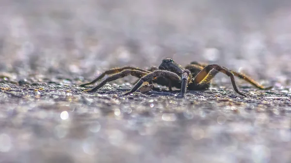 Ragno lupo isolato sulla superficie grigia dello Utah — Foto Stock