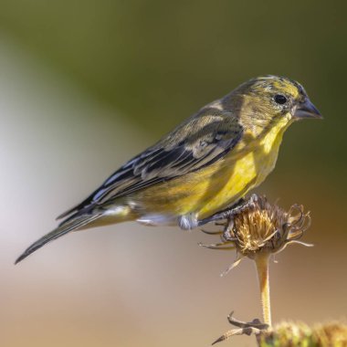 Daha az saka kuşu ile telefoto gün kapat