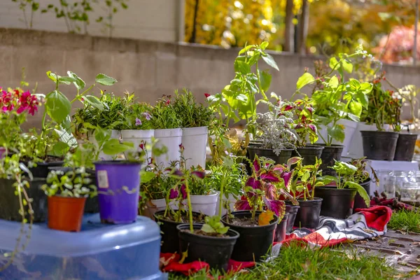 Starting plants on the side of the road for sale