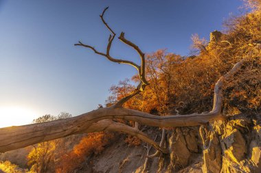 Bir kanal görünür su ile üzerinden düşmüş ağaç