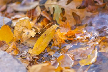 Yaprakları altında ve buz üstünde yere çöp