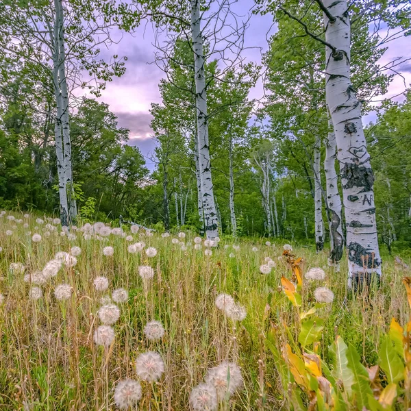 Dandelions and Quaking Aspens against cloudy sky — Stock Photo, Image