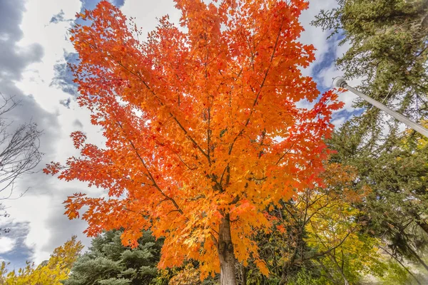 Maple tree with vibrant leaves against cloudy sky