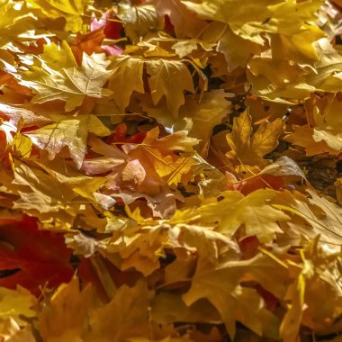 Salt Lake City Utah yere sonbahar yaprakları