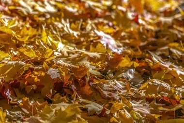 Renkli güneş tarafından aydınlatılmış yaprak. Salt Lake City, Utah güneş tarafından aydınlatılmış renkli sonbahar yaprakları. Doğal peyzaj sonbahar ve sonbahar mevsiminde Altın yaprağı ile.