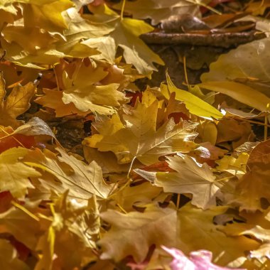Salt Lake City Utah yere düşen yapraklar