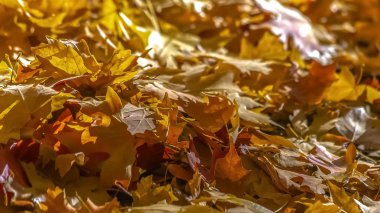 Güneş ışığı tarafından yaktı yere yığın akçaağaç yaprakları