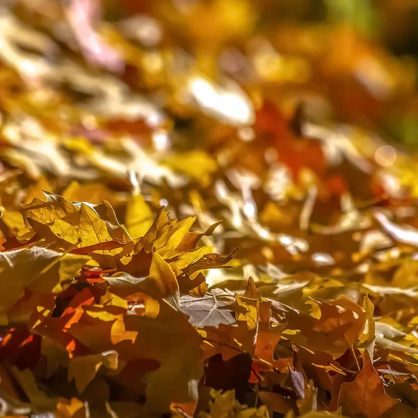 Utah güneşli bir yere Altın yaprağı