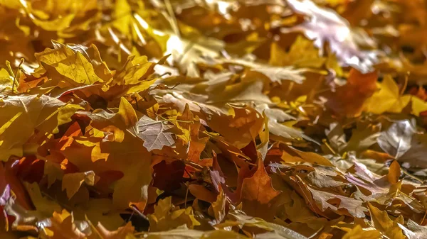 Güneş ışığı tarafından yaktı yere yığın akçaağaç yaprakları