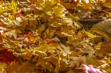 Renkli yaprakları sonbaharda yere yığını