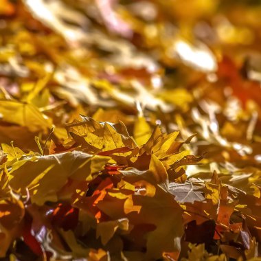 Ray güneş ışığı üzerinde düşen sonbahar yaprakları