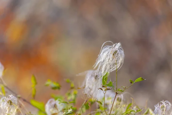 Puffkugelblumen sind unten mit Kopierraum — Stockfoto