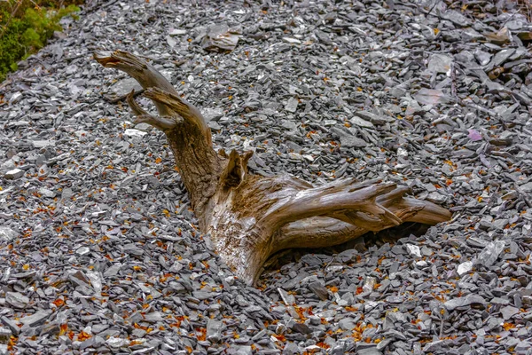 Ağaç ile gövde maruz kapsayan Sandslide çakıl — Stok fotoğraf