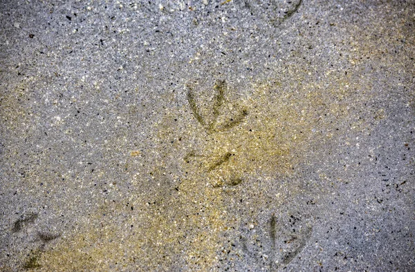 Следы Птиц Берегу Большого Солёного Озера Следы Птиц Замечены Песчаном — стоковое фото