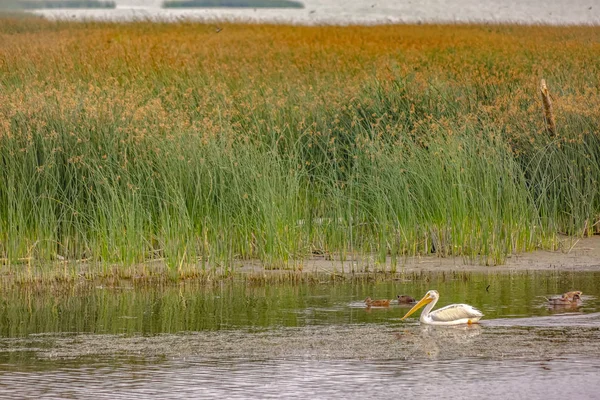 Lake Utah with birds and grasses on a sunny day — Stock Photo, Image