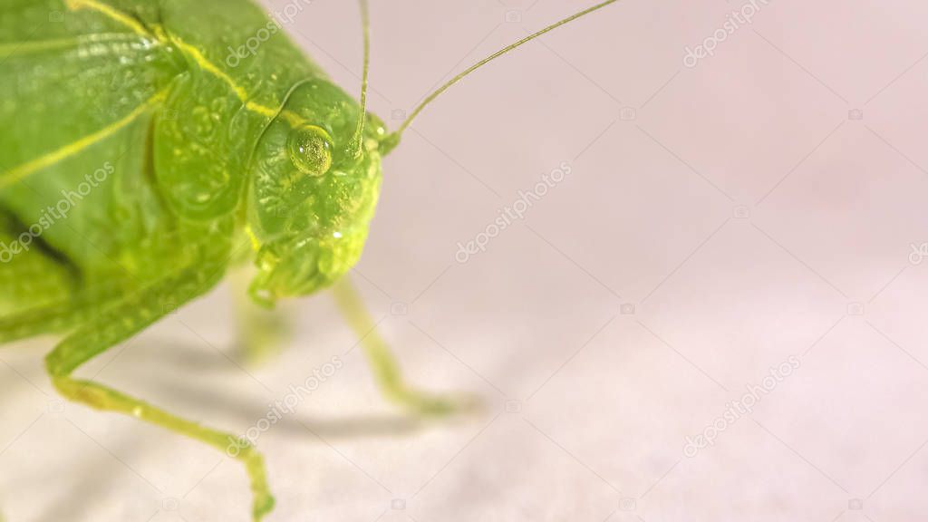 Green bush cricket with a filamentous antennae