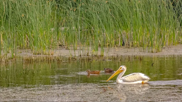 Pelicano e patos relaxando no Lago Utah em Provo — Fotografia de Stock