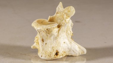 İnsan spinal sütun oluşturur vertebra