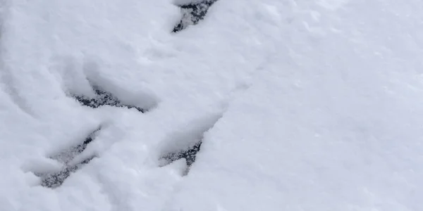 Следы животных на свежем слое гладкого снега — стоковое фото