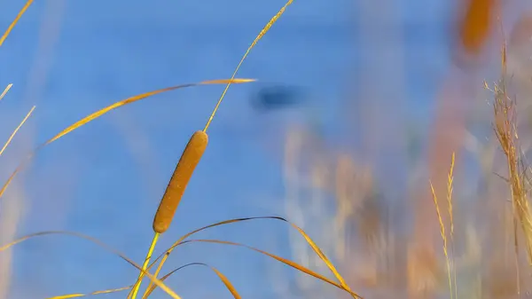 Gelbe Pflanze gedeiht in oquirrh Lake utah — Stockfoto