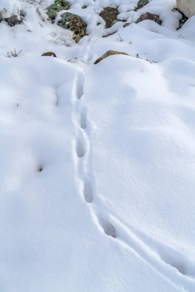 Impronte su neve polverosa che ricopre terreni rocciosi — Foto Stock