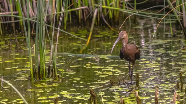 Brown bird with long sharp beak in Lake Utah — Stock Photo, Image