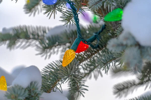 Snow covered tree wrapped with colorful lights