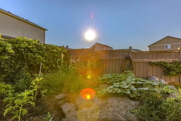 Задний двор с пышными растениями просматривается в солнечный день — стоковое фото