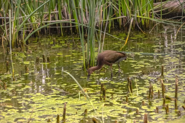 Bird grasses and algae on the surface of Lake Utah — Stock Photo, Image