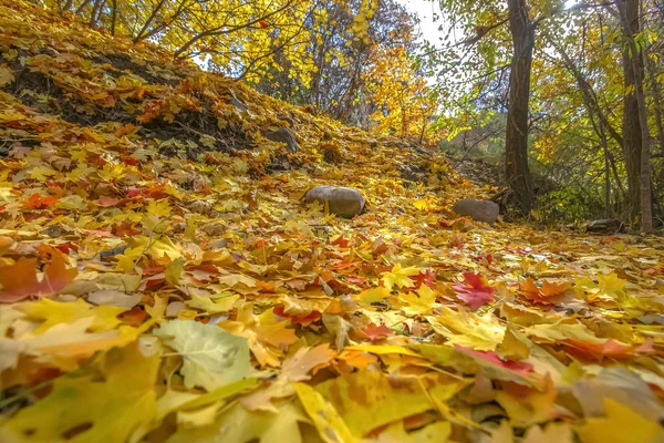 Scenic autumn landscape in Salt Lake City Utah