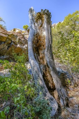 Gökyüzü karşı sağlam bir dağda ölü ağaç gövdesi