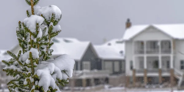 Árbol de coníferas nevadas contra casas en el amanecer — Foto de Stock