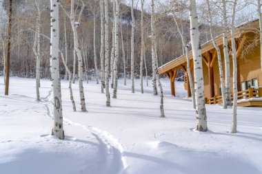 Park City karlı dağda kabin ve ağaçlar