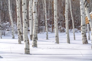 Park City'de güneşli karlara karşı titreşme aspens