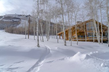 Utah karlı dağda quaking aspens ve kabin