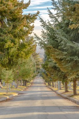 Salt Lake City'de bir mezarlıkta yol ve ağaçlar