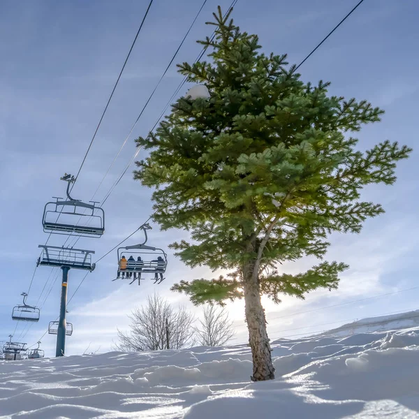 Nadelbaum und Skilifte im Skigebiet Uta — Stockfoto