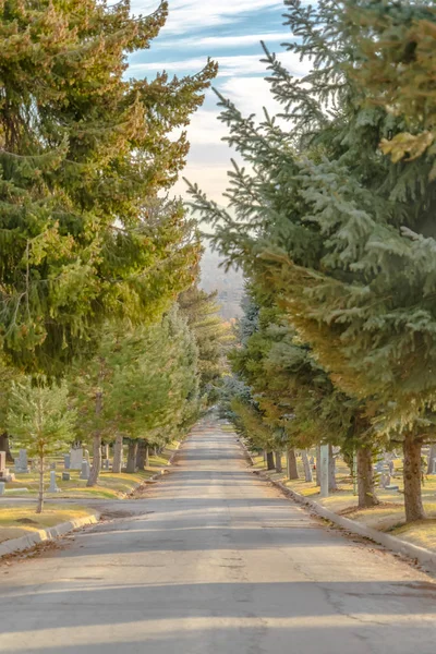 Road and trees at a cemetery in Salt Lake City