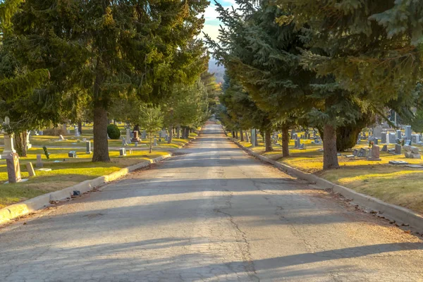 Road lined with trees at a cemetery on a sunny day