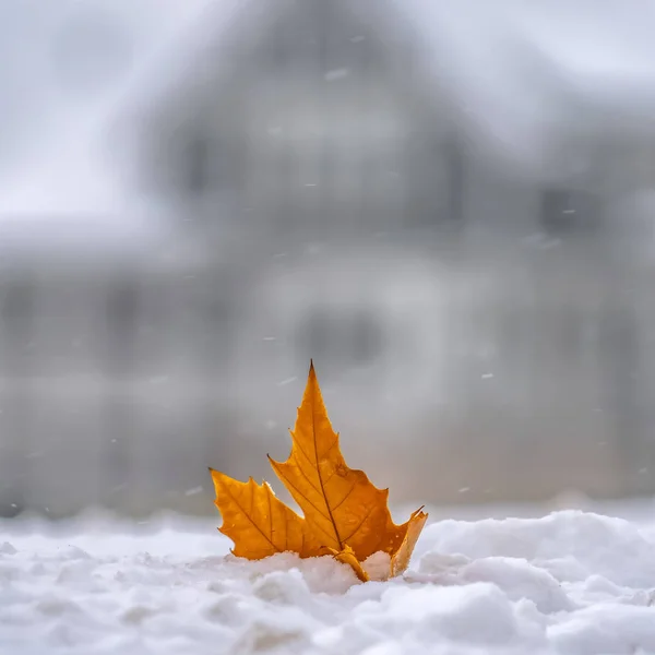 Nasłoneczniety złoty liść na szczycie świeżego śniegu zimą — Zdjęcie stockowe