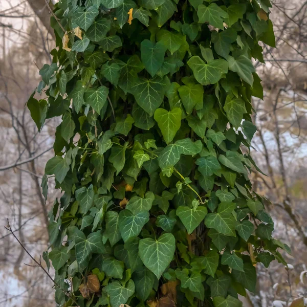 Bir orman ağacının gövdesi kapsayan kalp şeklinde yaprakları ile Clear Square Gür yeşil sarmaşıklar — Stok fotoğraf