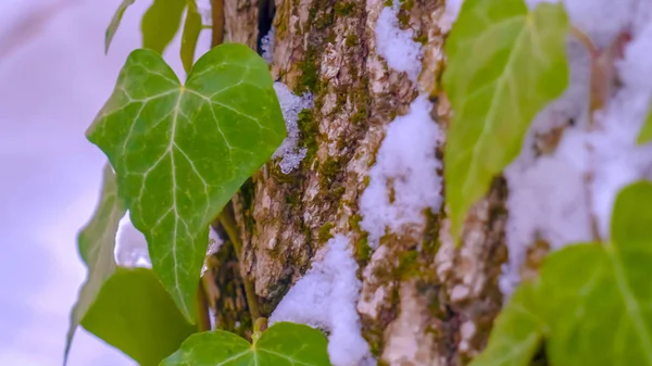 Panorama claro Viñas vibrantes en forma de corazón y algas verdes que prosperan en el tronco de un árbol — Foto de Stock